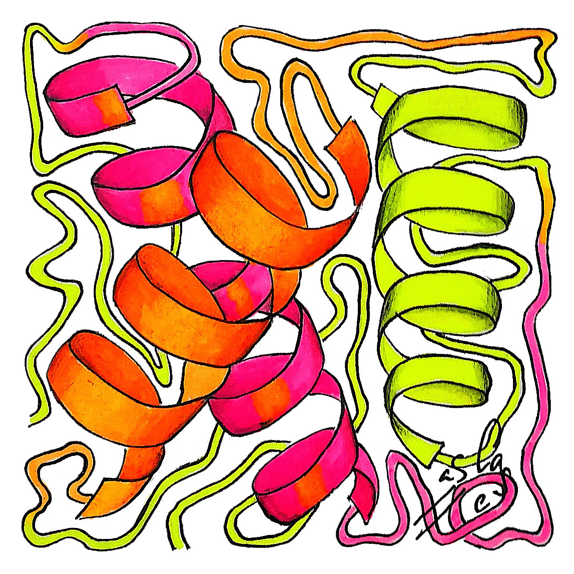 Proteína serpentina, Vicky Casellas, Ilustración fluorescente